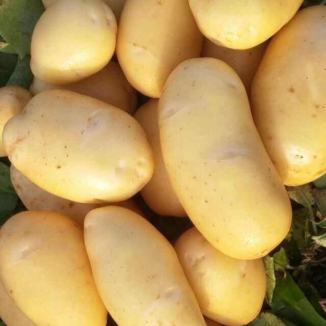 Premium Pakistani Potato Varieties - Available February to May