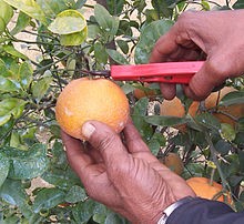 Fruit Selection and Harvesting Process at SE FRUITS & VEGETABLE