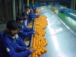 Packing and Cold Storage Process